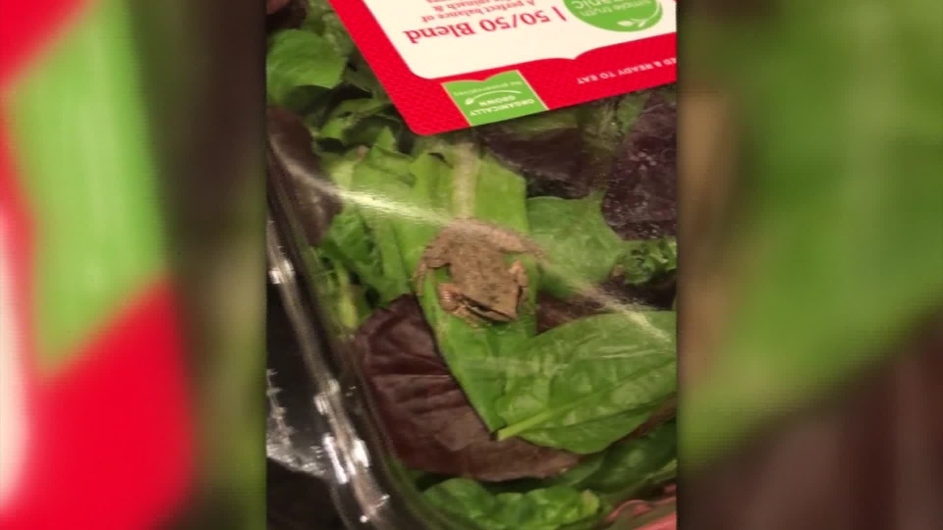 A family found a living frog in a carton of organic salad greens